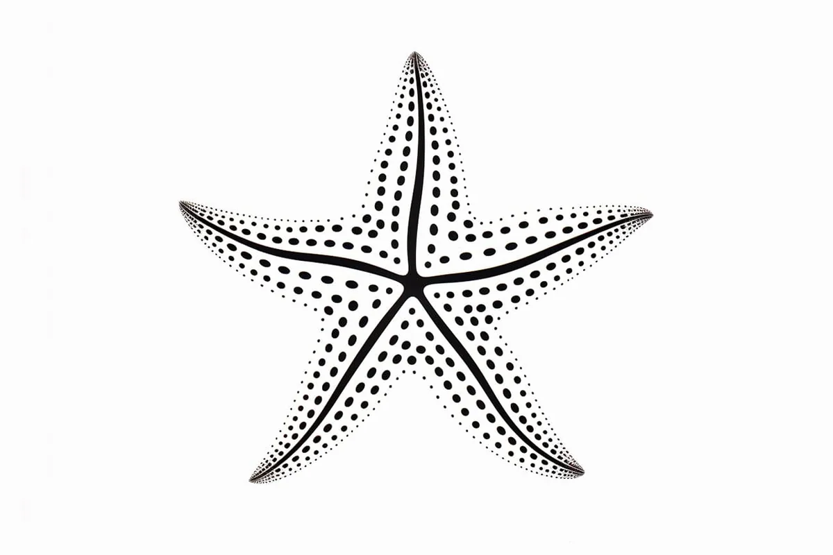 How to Draw a Starfish