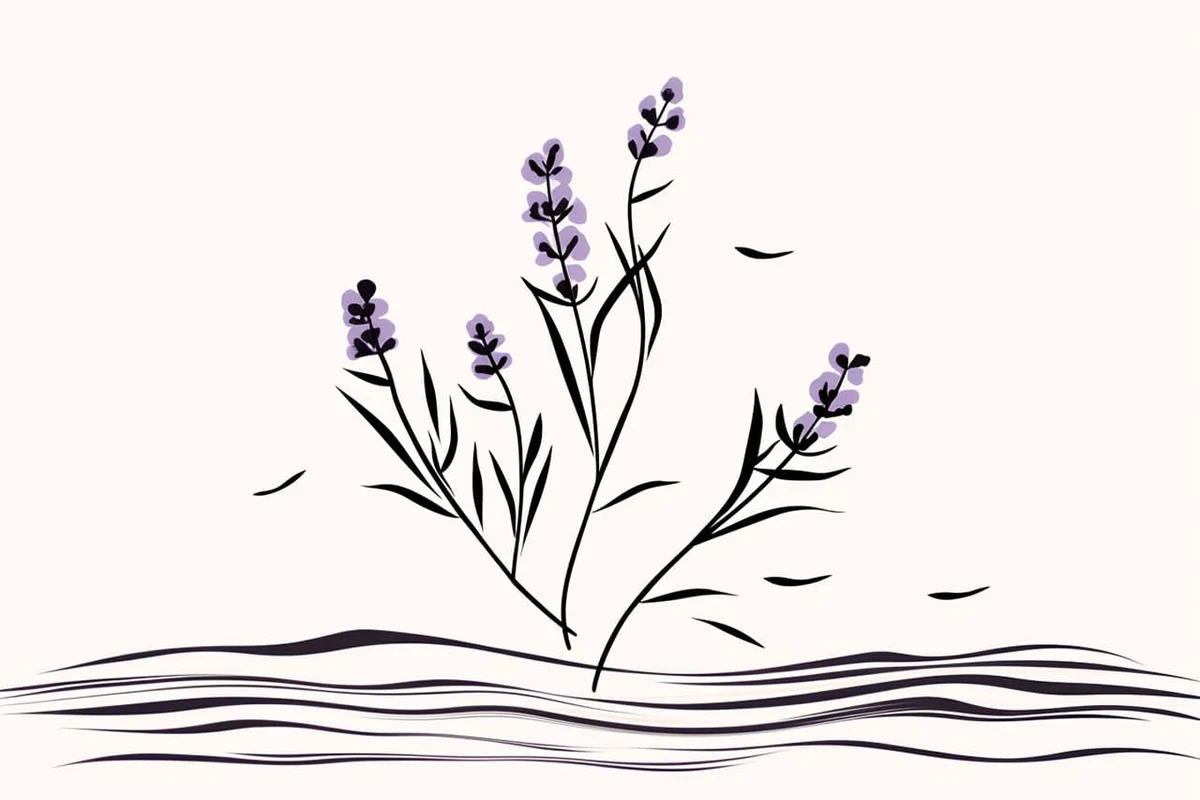 How to Draw Lavender in 8 Easy Steps