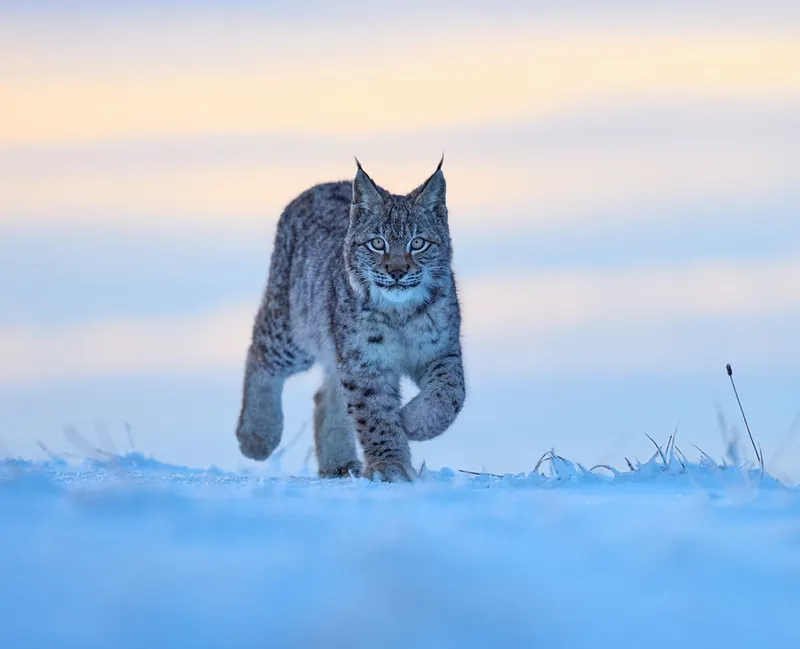 snow leopard walking in the snow