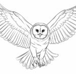 How to draw a barn owl
