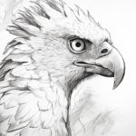 How to draw a Harpy Eagle