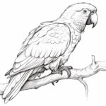 How to draw a parrot