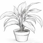 How to draw a plant