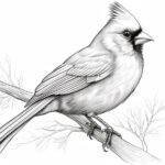 How to draw a cardinal