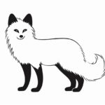 How to draw an Arctic Fox