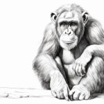 How to draw a chimpanzee