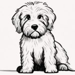 how to draw a goldendoodle