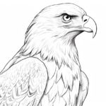 How to draw a bald eagle