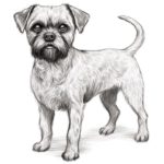 How to draw a border terrier