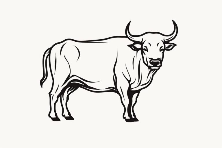 How to draw a bull