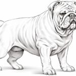 How to draw a bulldog