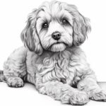 How to draw a Cockapoo