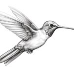 How to draw a hummingbird