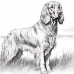 How to Draw an Irish Setter