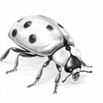 How to draw a ladybug