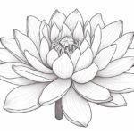 How to draw a lotus flower
