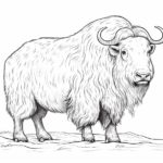 How to draw a Musk Ox