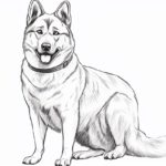 How to draw a Norwegian Elkhound