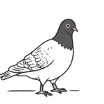 How to draw a pigeon