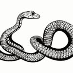 How to draw a rattlesnake