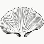 How to draw a shell