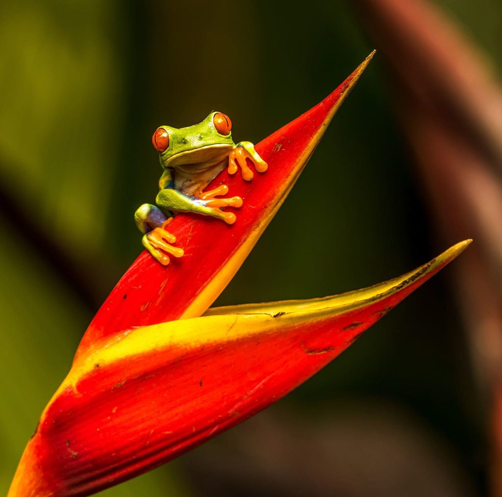 reference photo of red-eyed tree frog