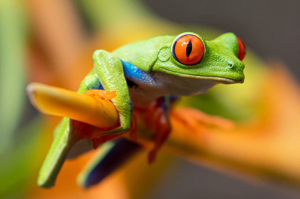 reference photo - close-up of a red-eyed tree frog
