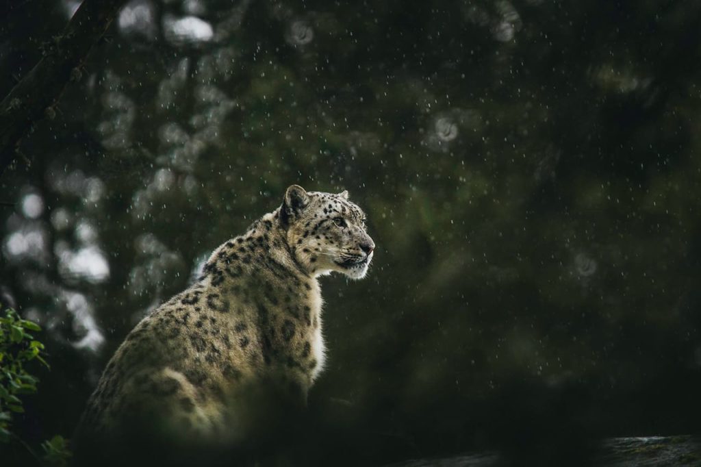 snow leopard in snow
