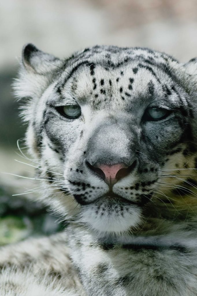 close up of a snow leopard