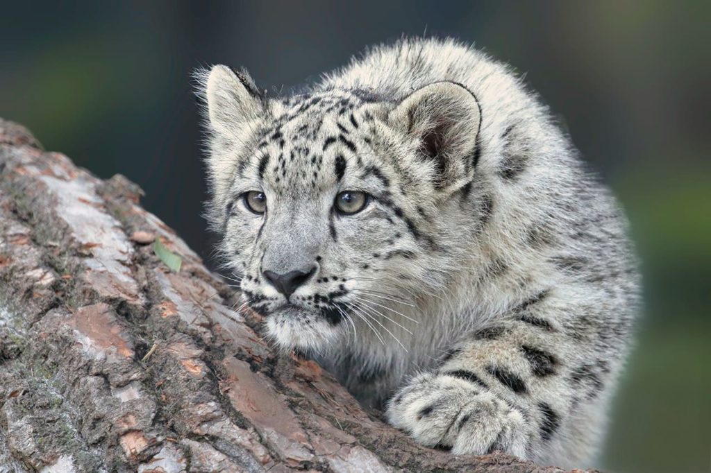 snow leopard on the prowl