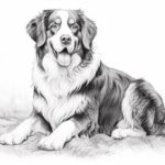 How to draw a Bernese Mountain Dog