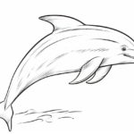 How to draw a dolphin