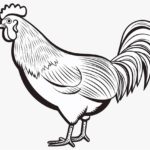 How to draw a hen