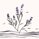 How to draw lavender