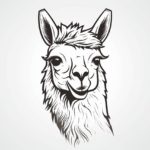 How to draw a llama