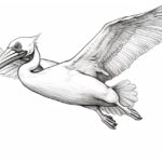 How to draw a pelican