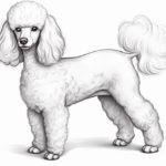 How to draw a poodle