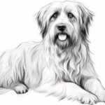 How to draw a Pyrenean Shepherd