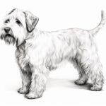 How to draw a Sealyham Terrier