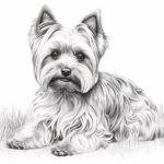 How to draw a Yorkshire Terrier