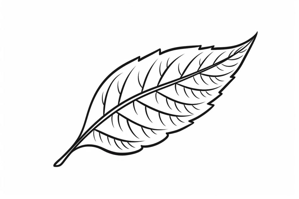 single leaf drawing