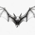how to draw a bat wing
