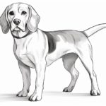 How to draw a Beagle