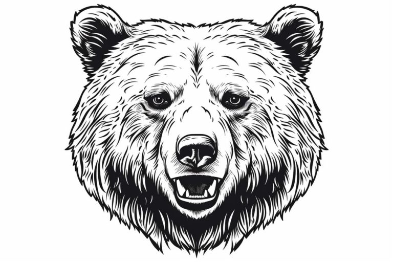 how to draw a bear face