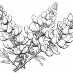 How to draw a Bluebonnet