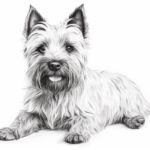 How to draw a Cairn Terrier
