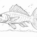 how to draw a catfish