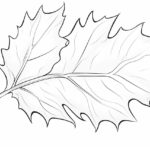 How to draw a holly leaf