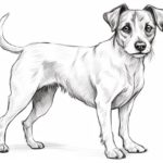 How to draw a Jack Russell Terrier