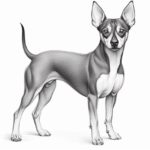 How to draw a Manchester Terrier